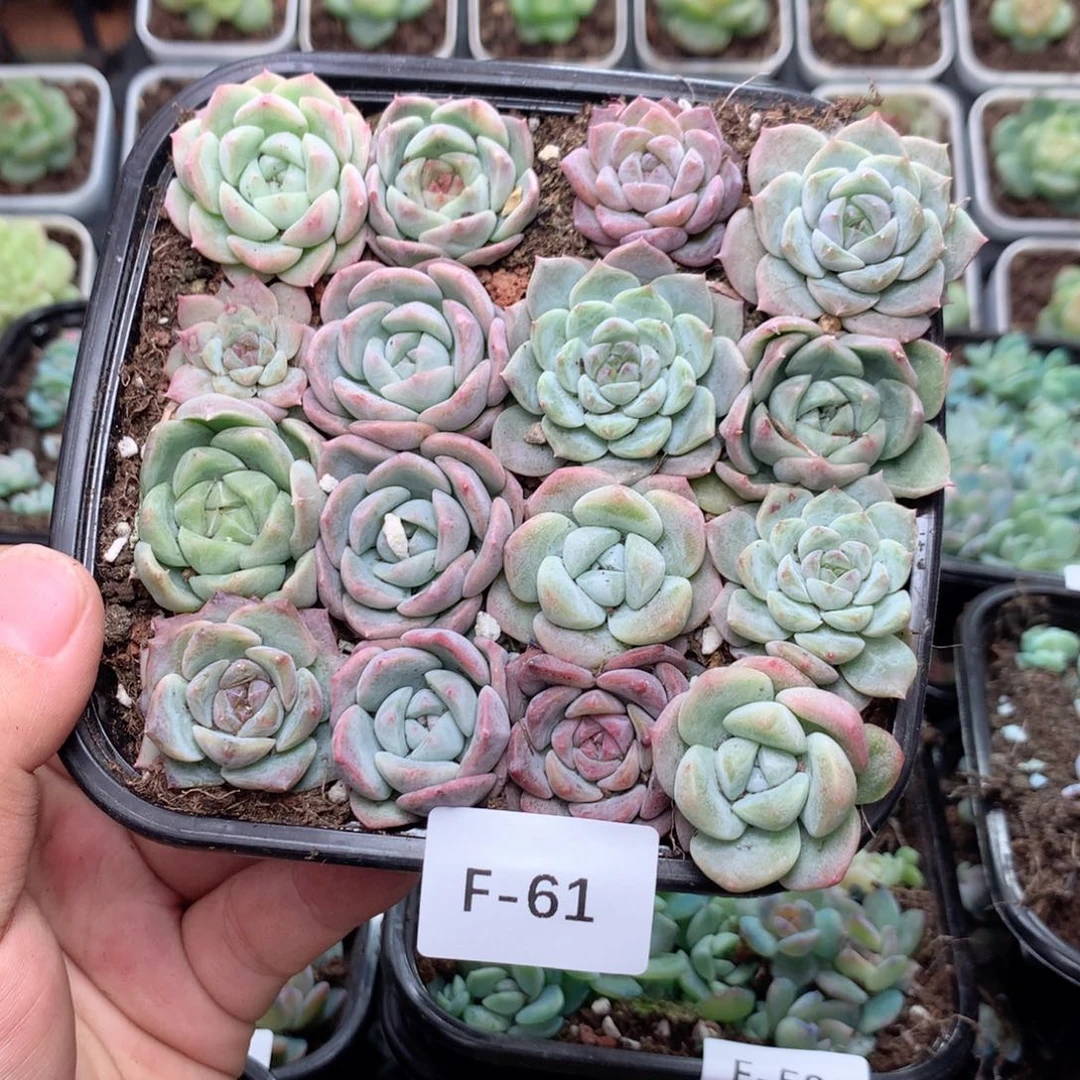 无花朵F61英语英语