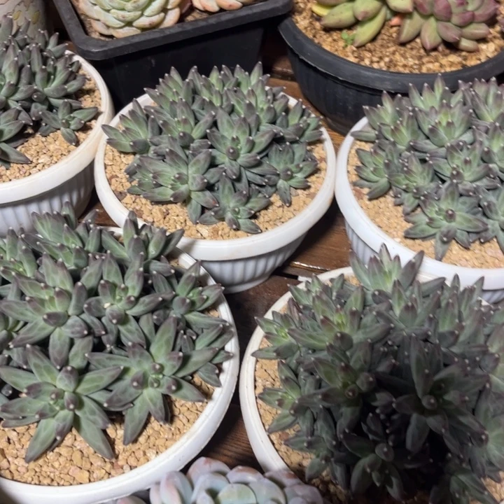 一物一拍，乌拉克拉5颗。