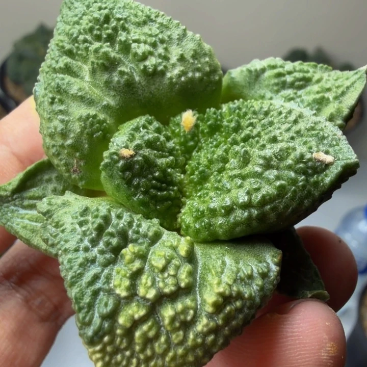 超级哥斯拉外星怒锦