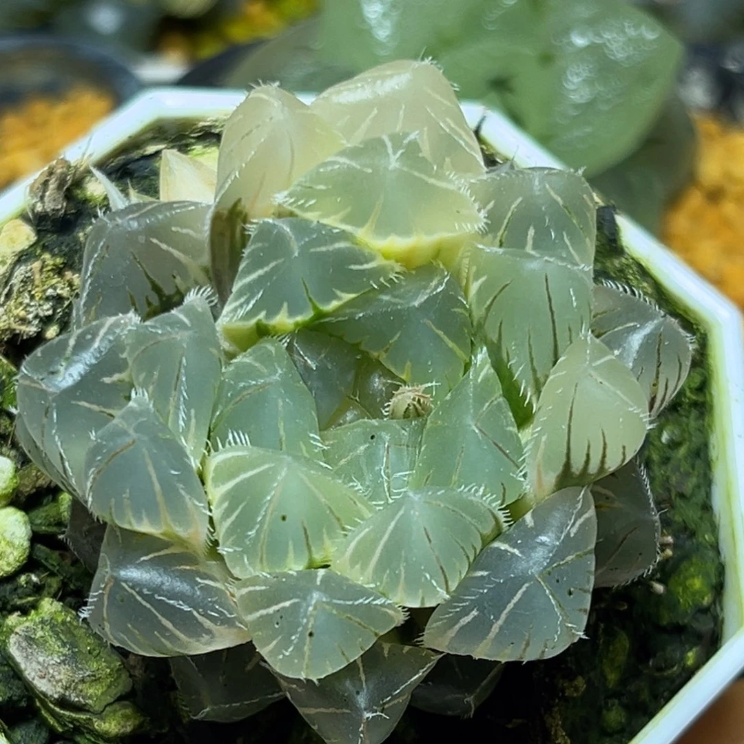 恭喜发财大吉大利0330