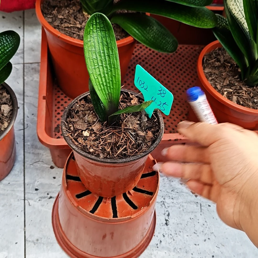 完全开放君子兰精品一年