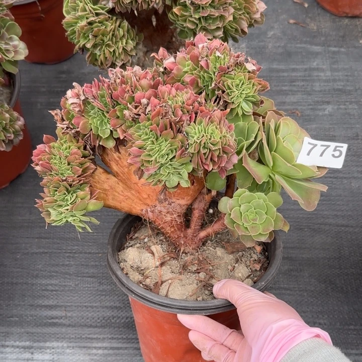 @***9多肉植物玫瑰缀775