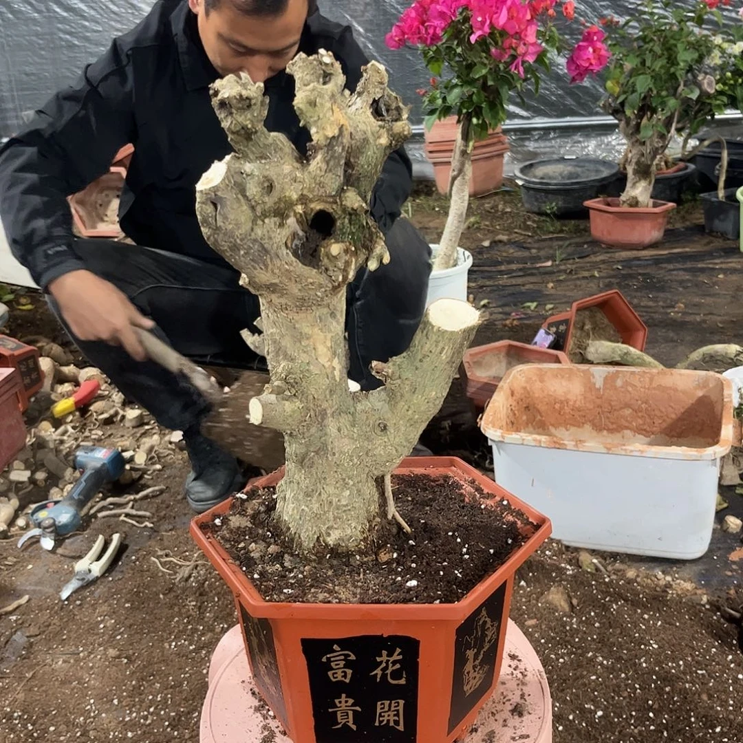 完全开放同安红头头