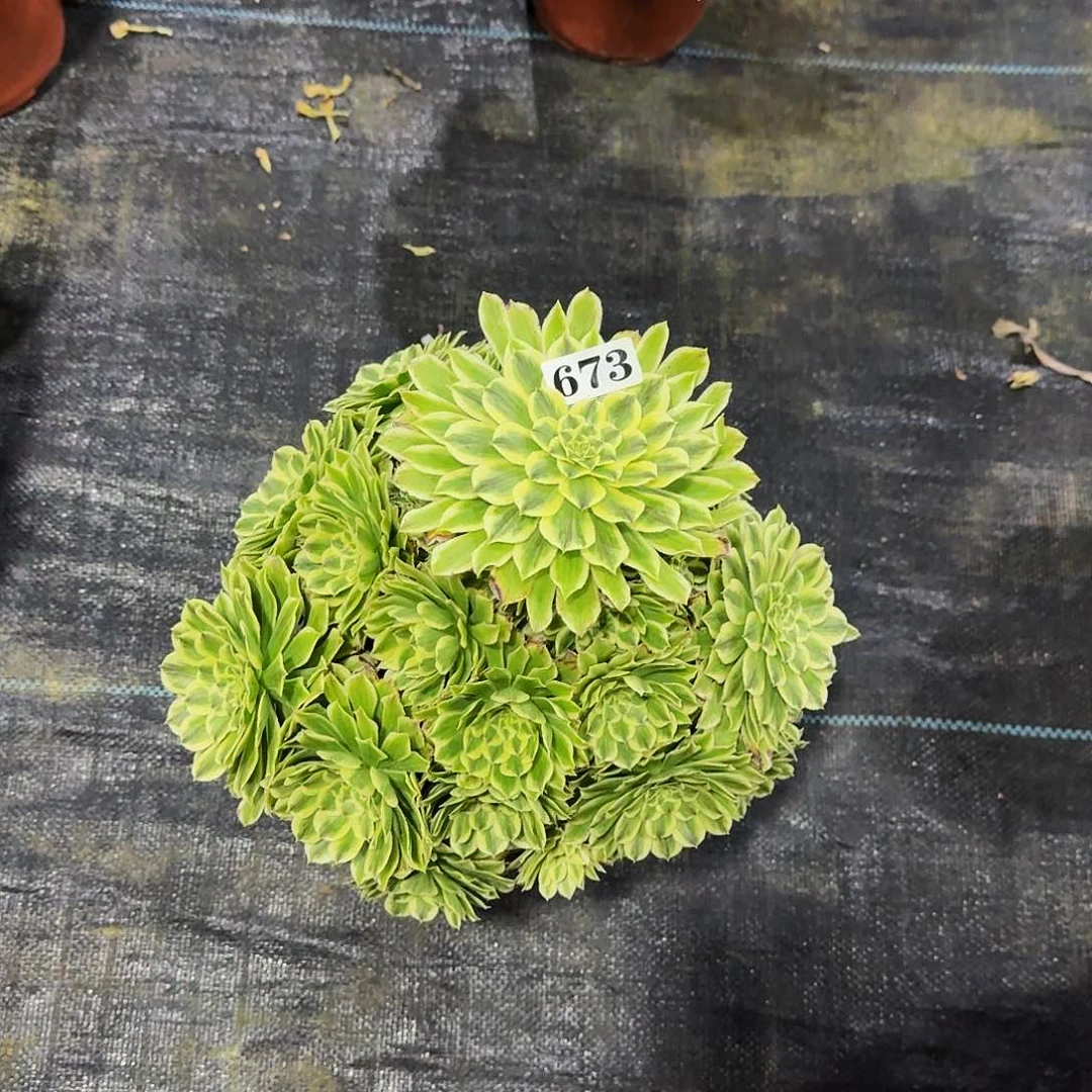 00000673碧浪多肉植物