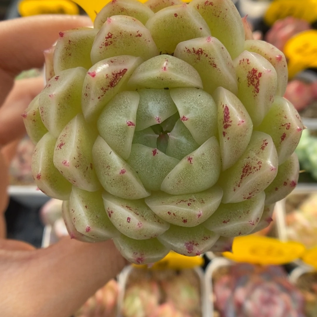 青柠麦秆可拍370号。