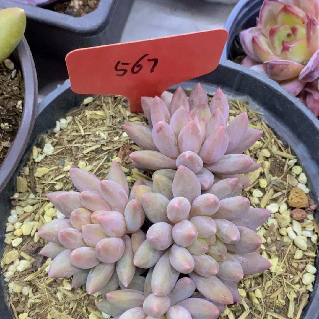 开心多肉，专场4开始了，5给1