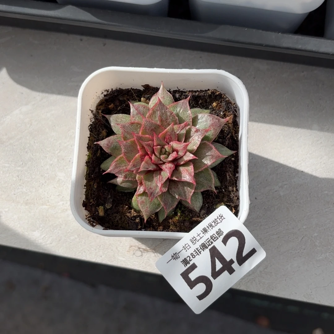 石化皮皮虾无盆土发货