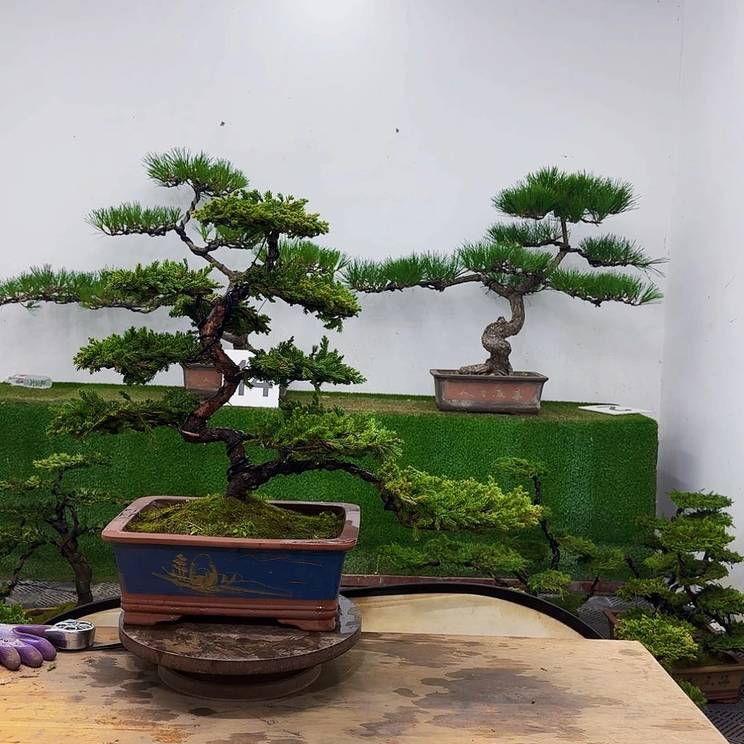 丁*盆景1111111盆景盆景盆景