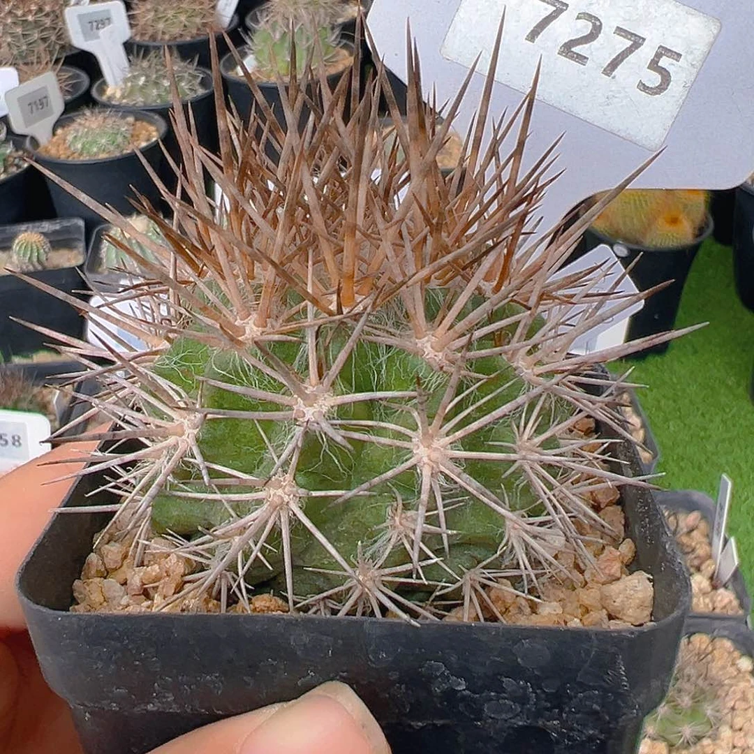 心***）7275羊毛球实生裸根发货