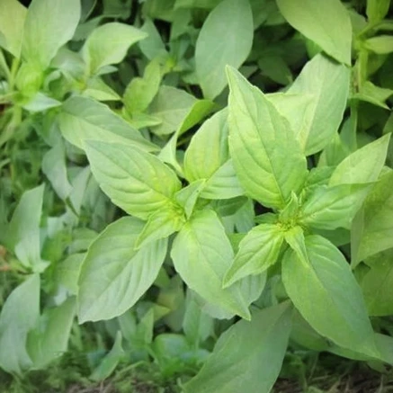 河南特色美食荆菜新鲜现摘现发农家调味菜 顺风发货