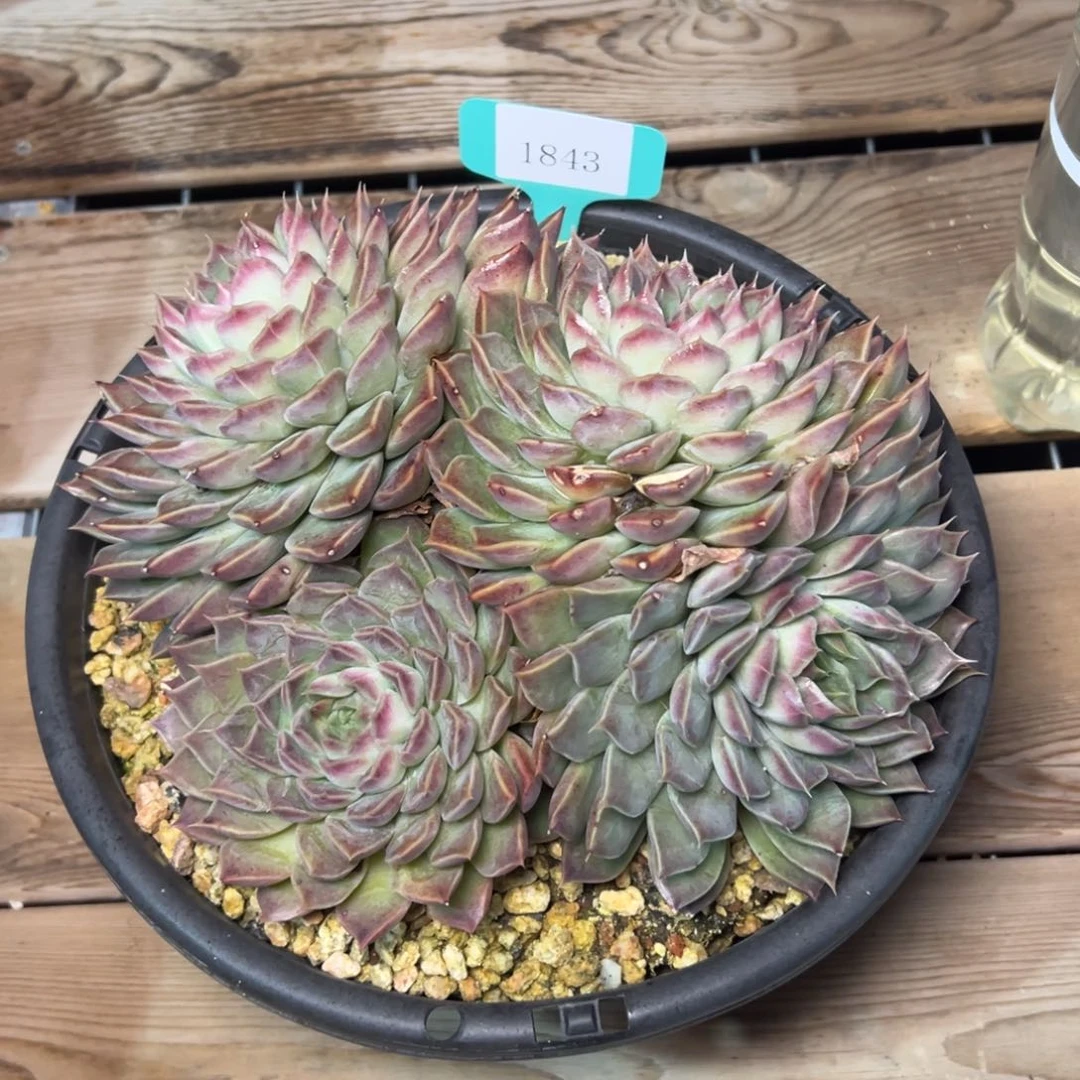 (****)1843肉多么多哦哦肉