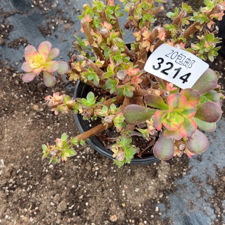 多肉植物3214种植物