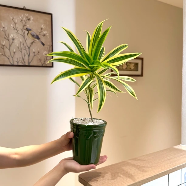 金边百合竹盆栽盆景室内客厅办公室桌面观叶好养四级长青花卉绿植