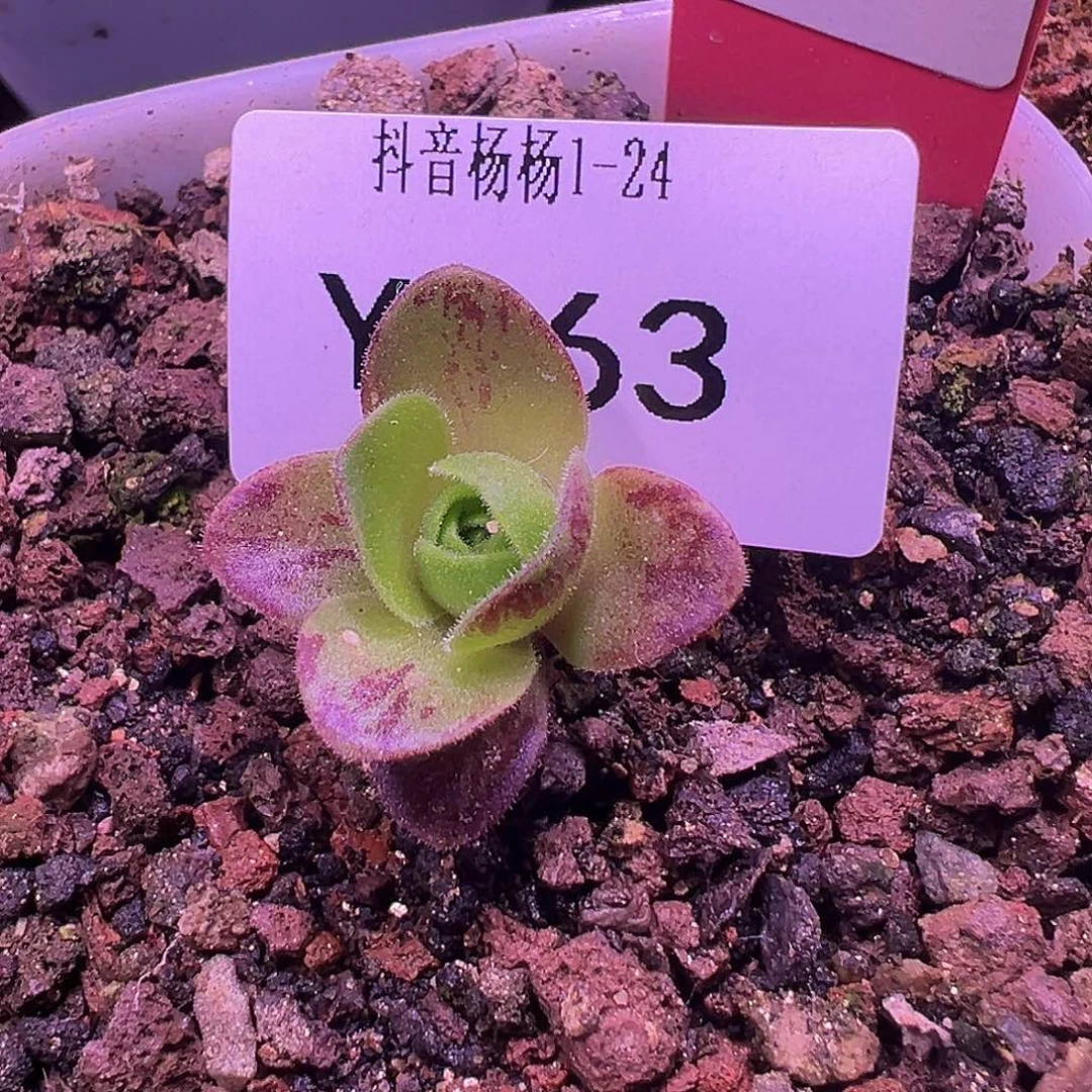 杨563 新宁月x各种 福利