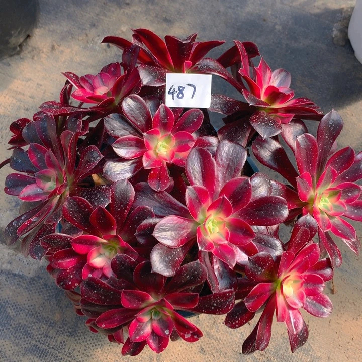 487美杜莎丛林精品法师多肉