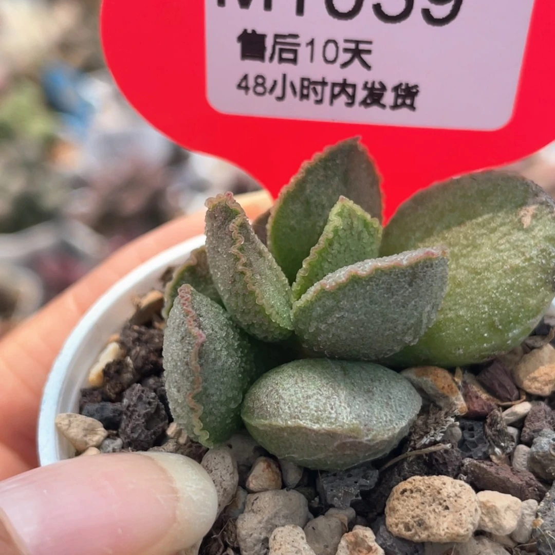 1039。     爱丽丝。