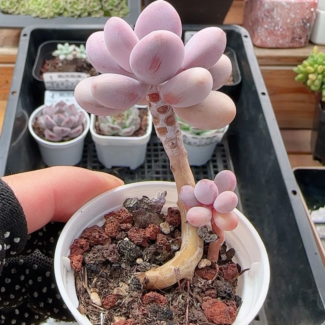 多肉0908-07桃蛋小老桩