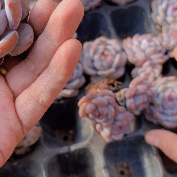 沈*华暗纹石榴50颗一组精品多肉