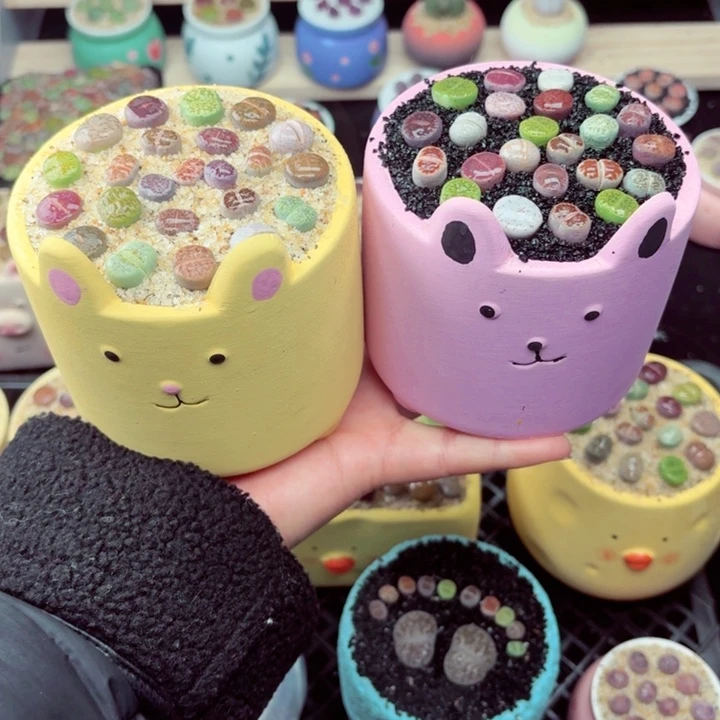 524零下地区记得拍保温箱