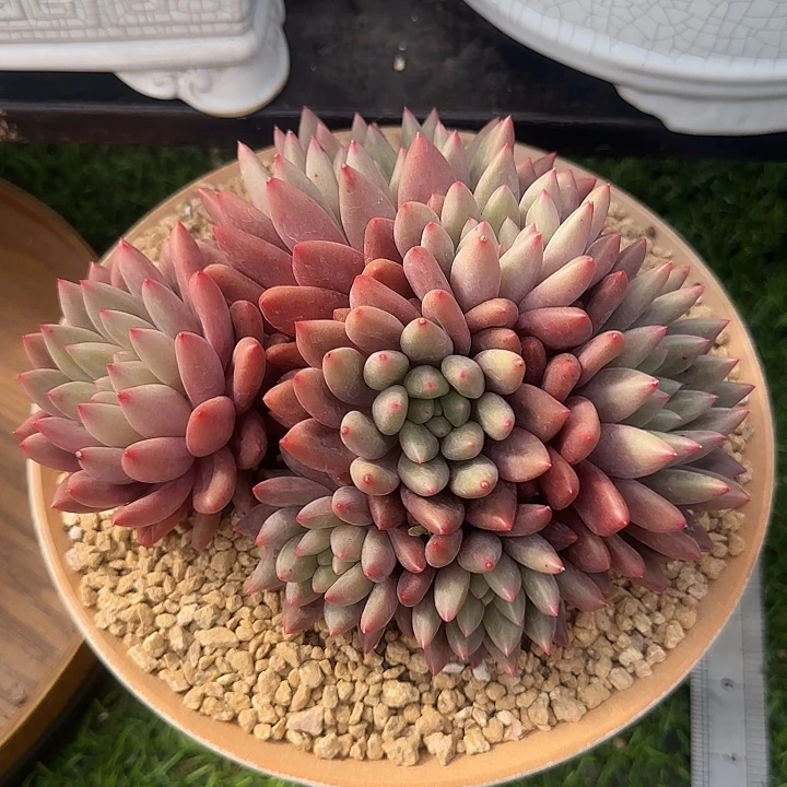 红蜻蜓杂交多肉植物
