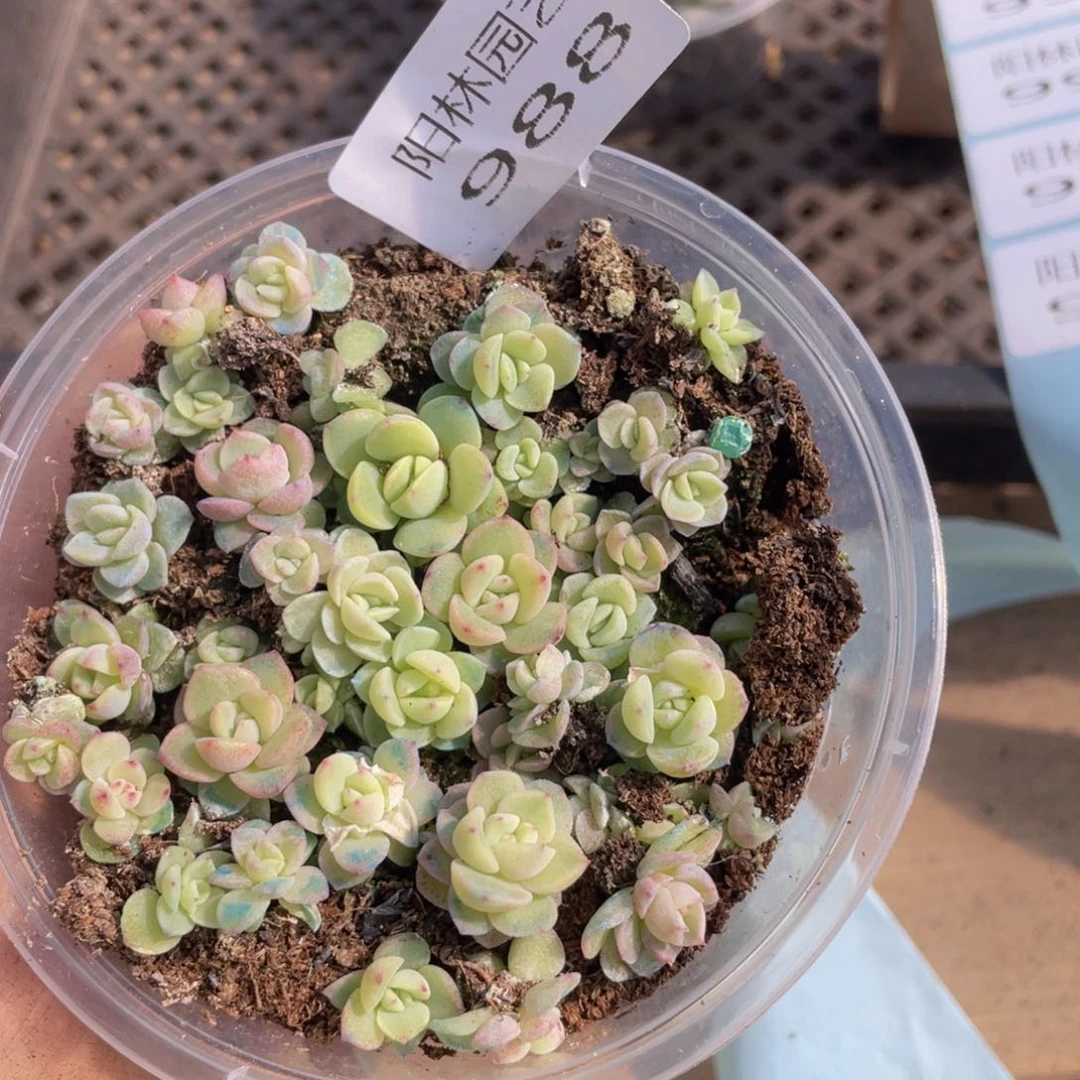 多肉植物多肉植物988