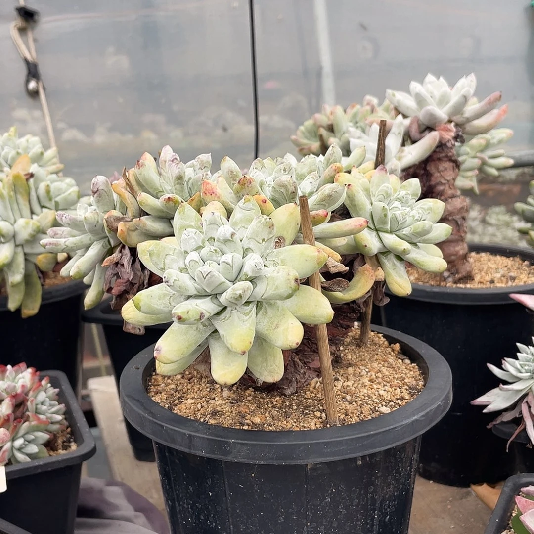 *****拇指帕奇飞图仙女杯