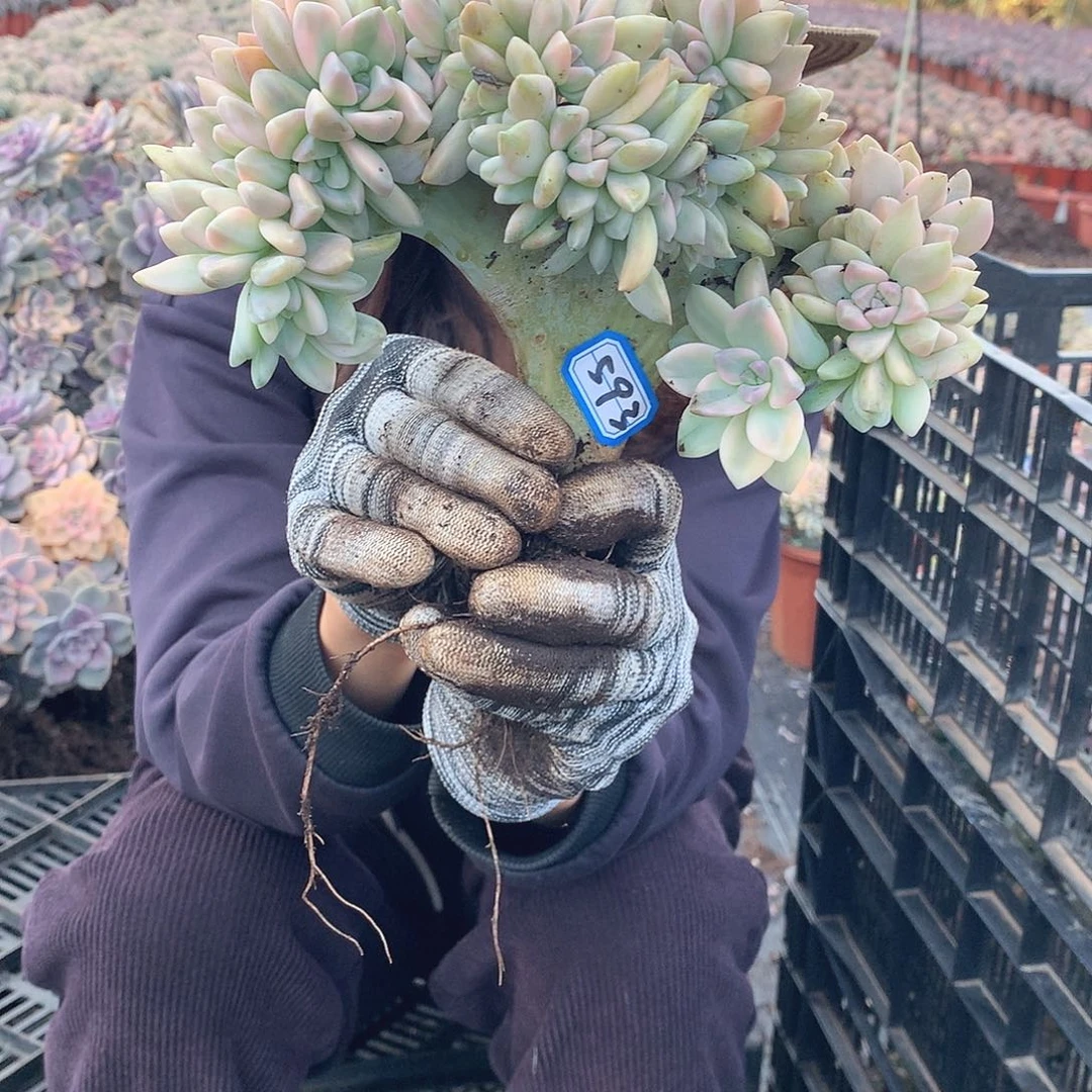 593 淡雪锦朵朵缀 一物一拍