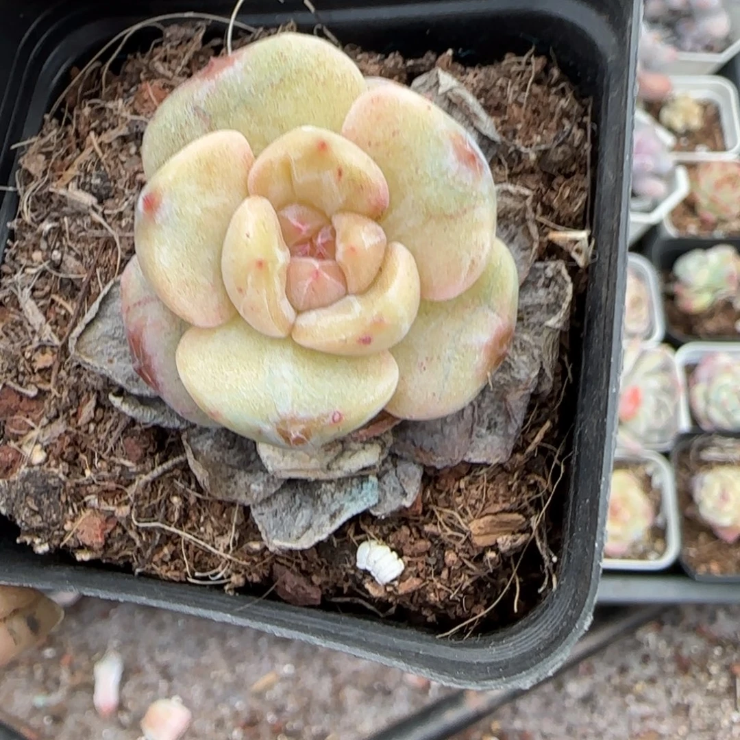 多肉小卡拉米糖心一物一拍