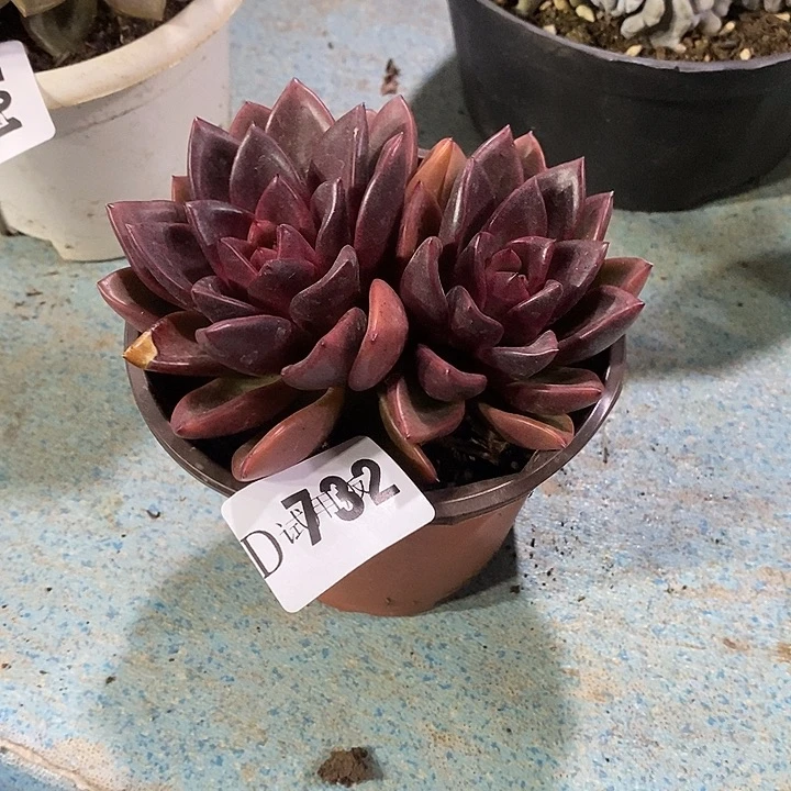 琳***淘732丰沛玫瑰多肉植物