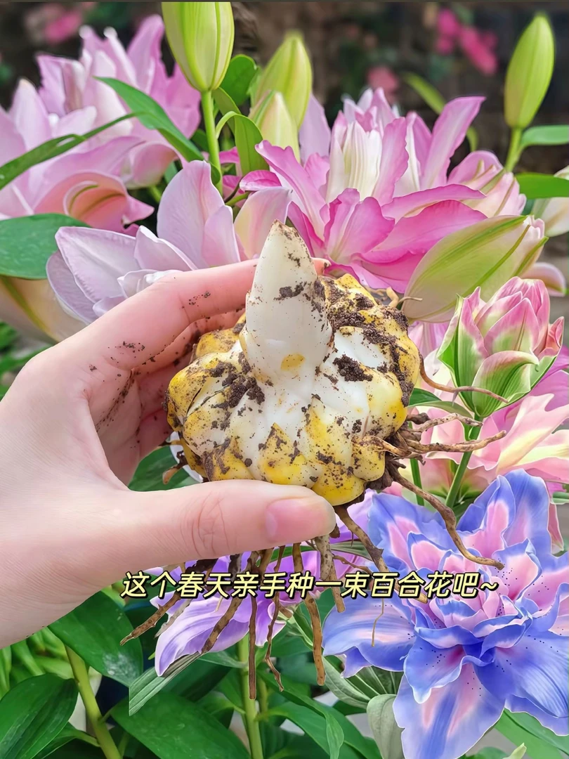 重瓣香水百合种球带根芽浓香型庭院阳台养死包赔