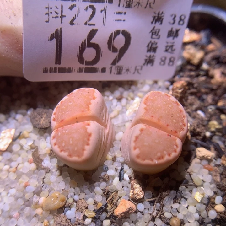 精品生石花221.169