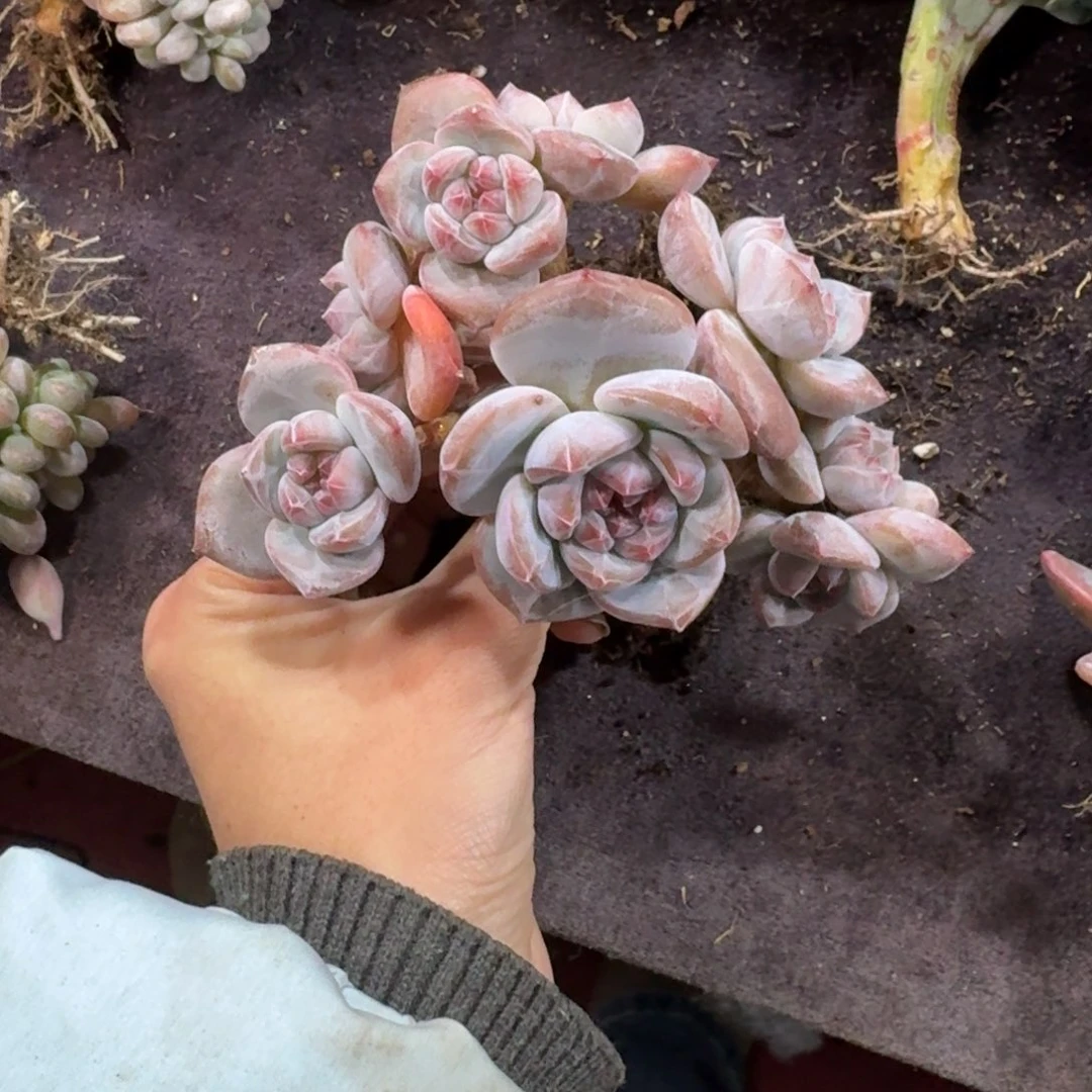 星影石榴籽无砍8头一物一拍
