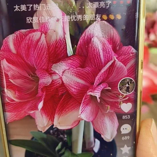 完全开放卡舞6-7带侧俩