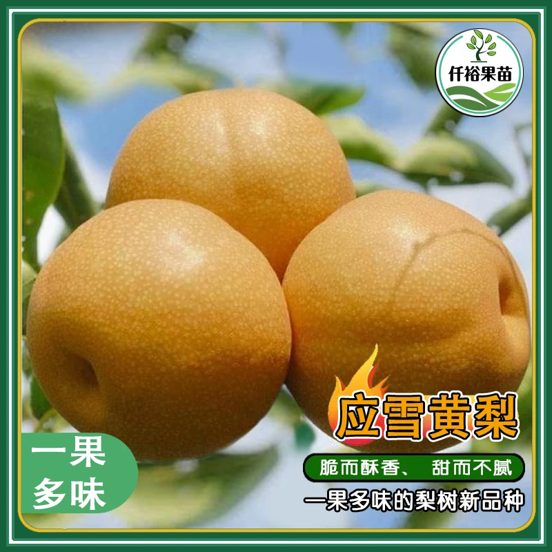 应雪黄梨/国外黄梨芽变种与国内优质香梨和酥梨结合培育的品种