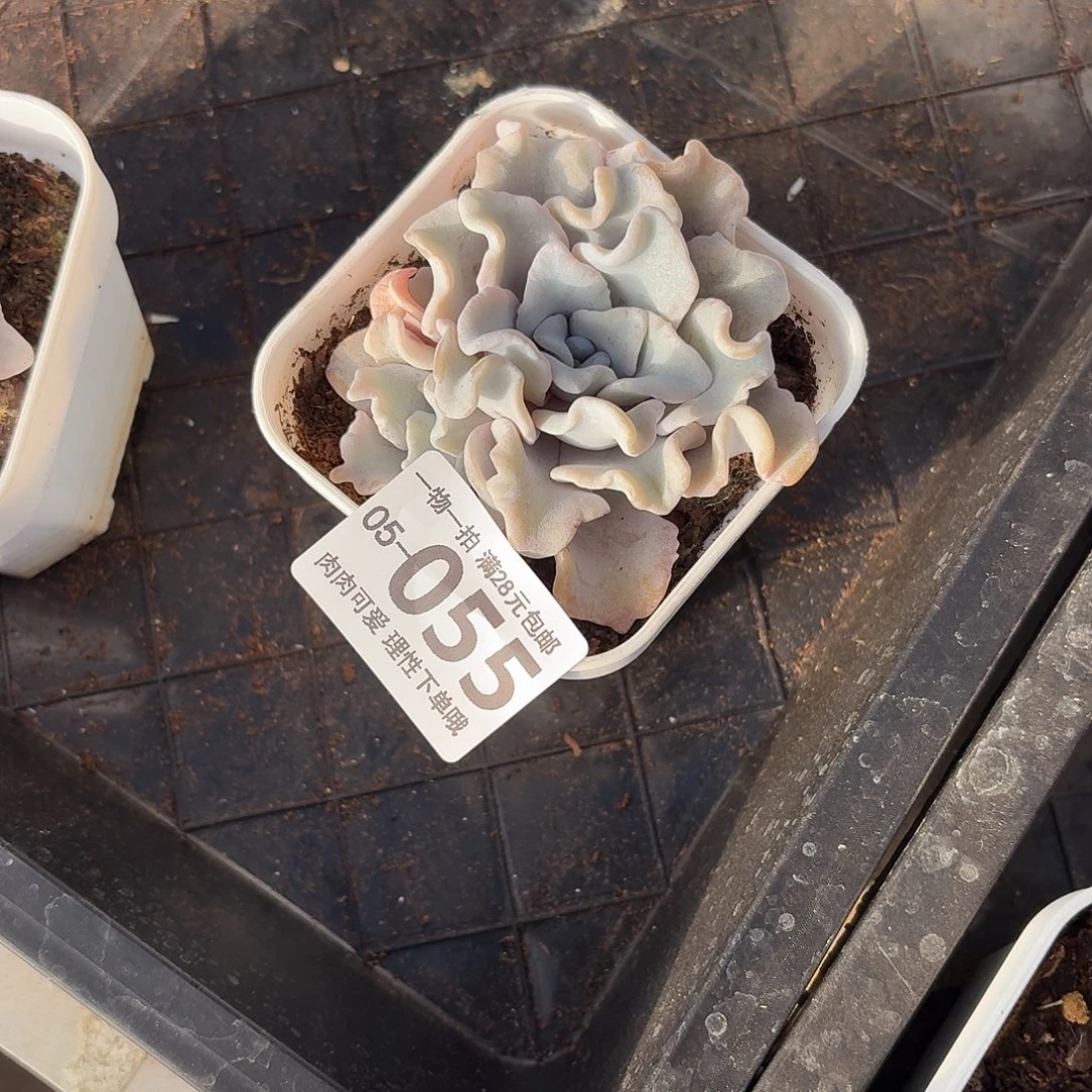 芭蕾舞者无盆土发货