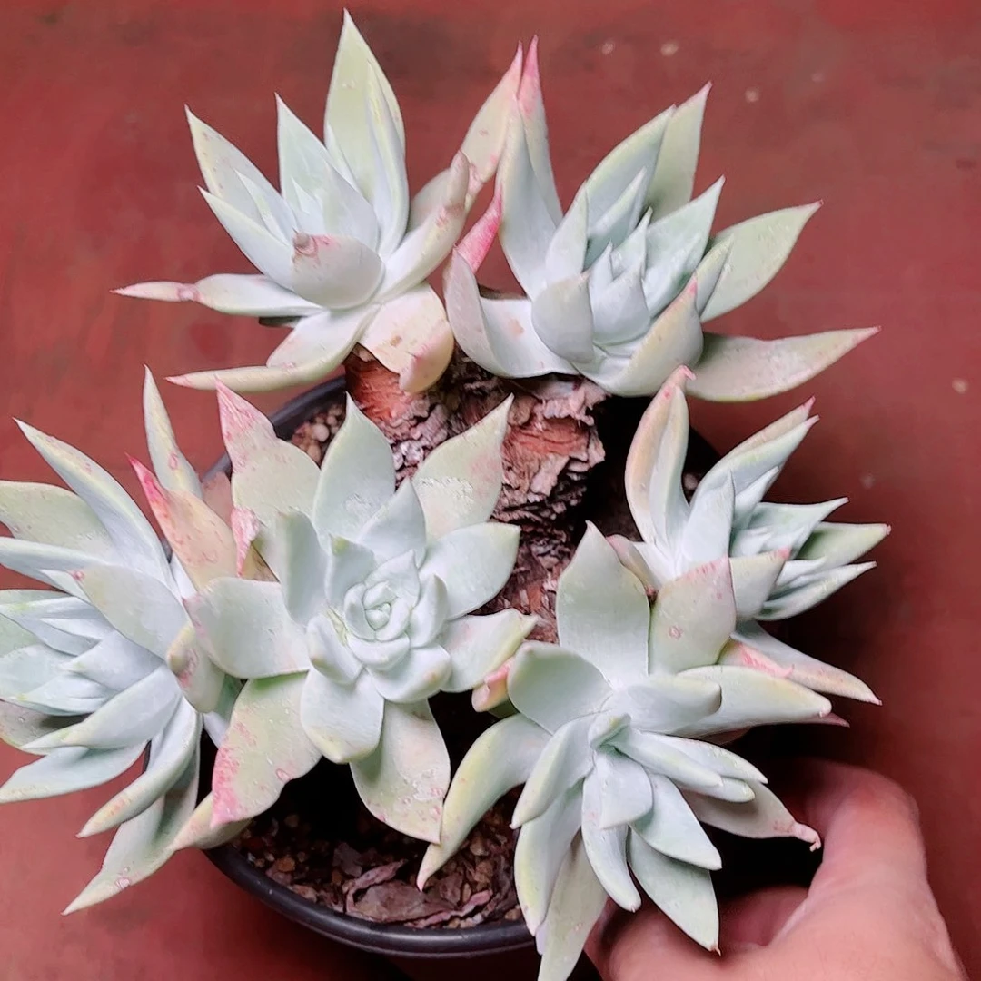 5754大花朵杂交多肉