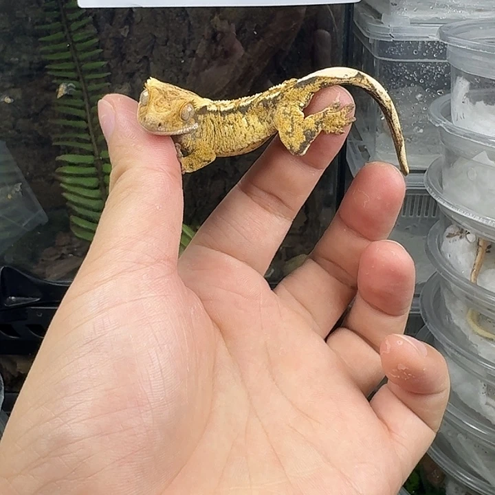 睫角守宫超级三色