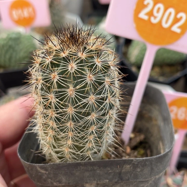 实生虾一棵29020000