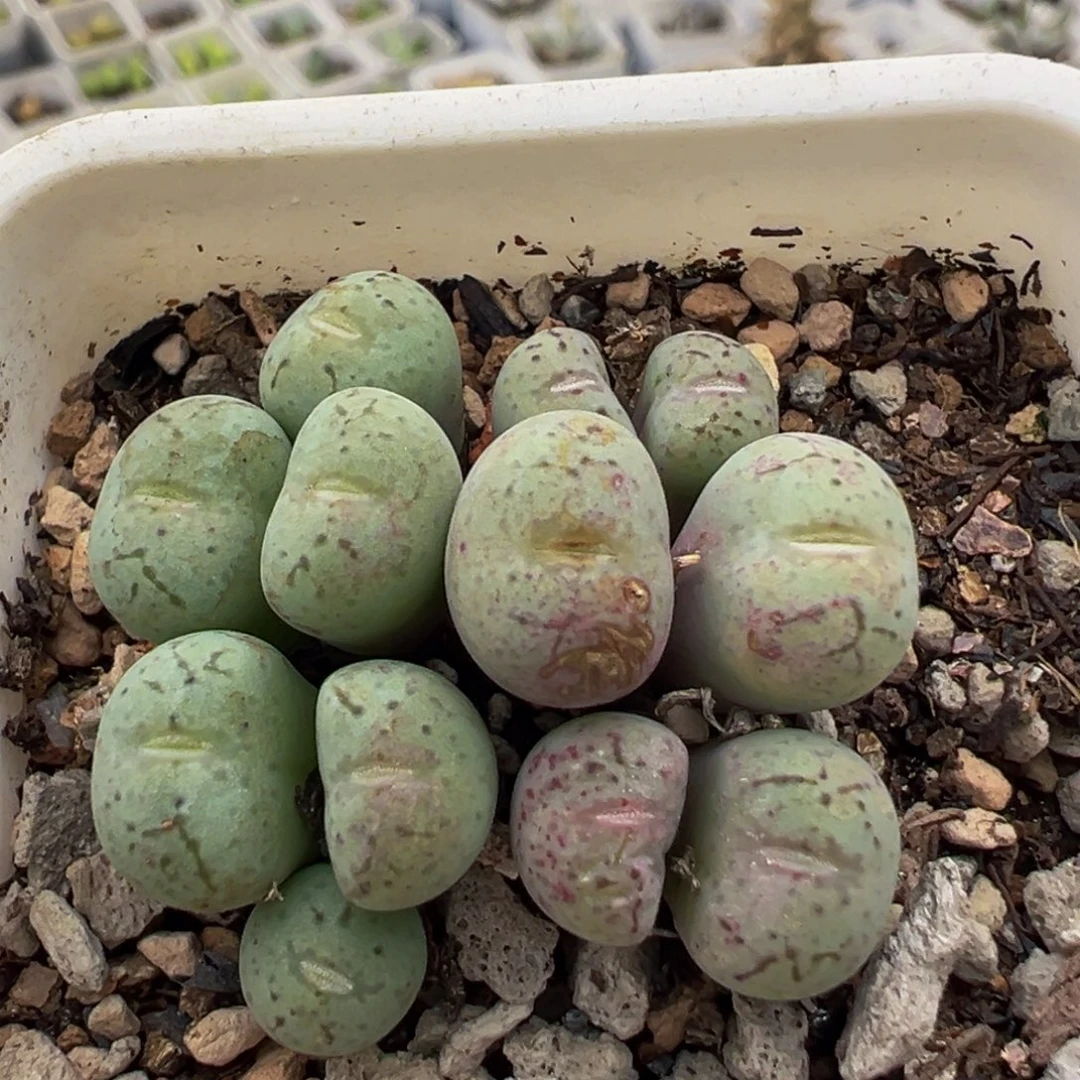 254多肉植物百科植物