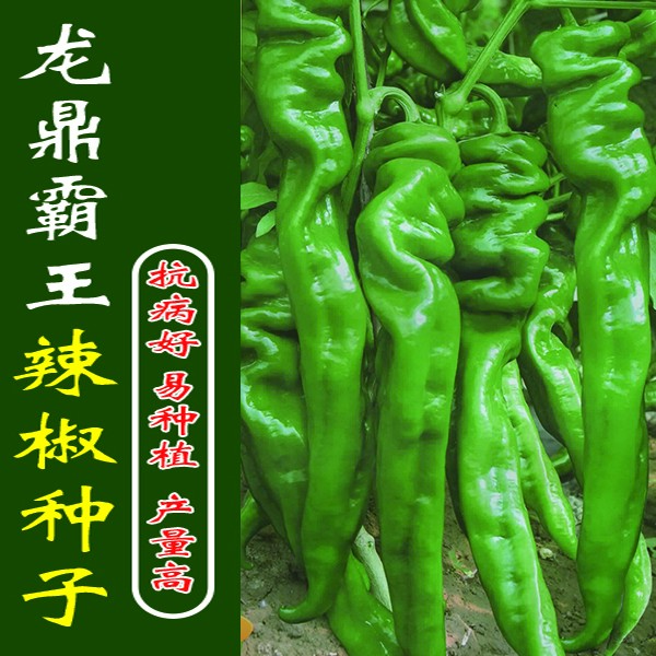 龙鼎霸王  厂家直销 辣椒种子  螺丝椒 易种 抗病 产量高 好种子