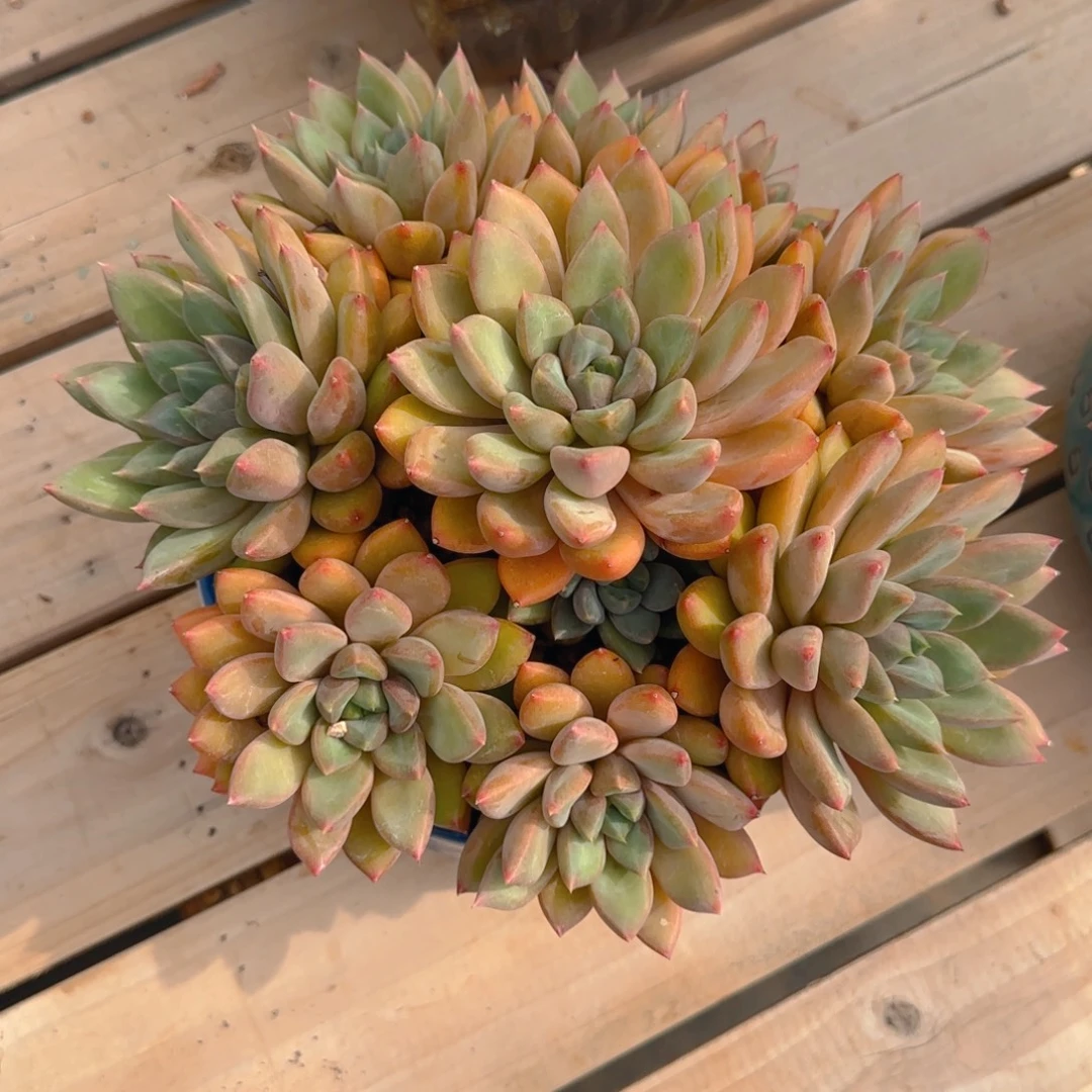 牙多肉植物多肉多肉