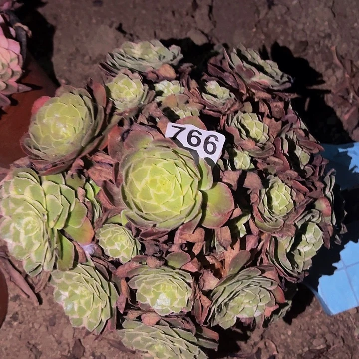 766万花筒多肉植物不售后