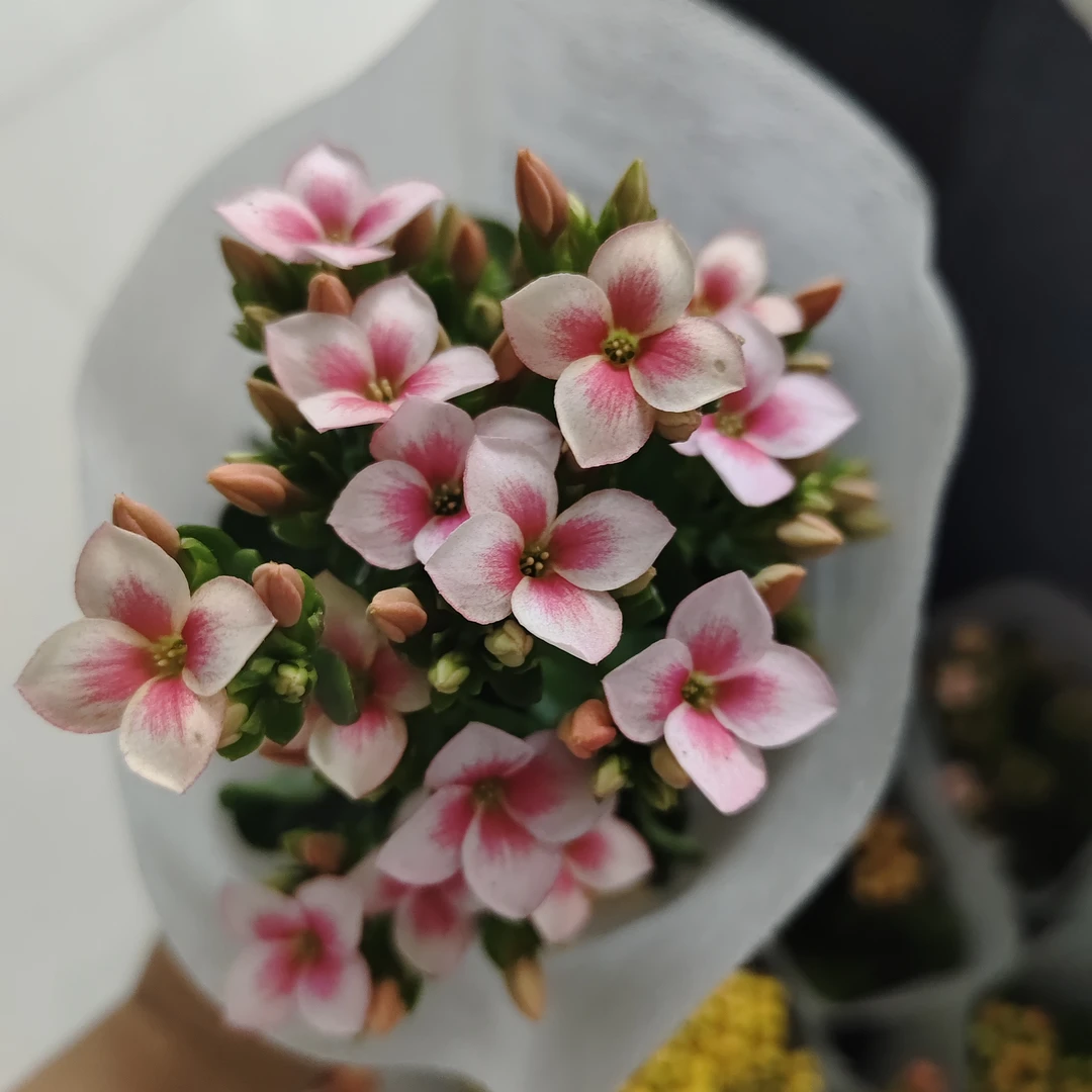 【索罗长寿花】100盆单瓣长寿花