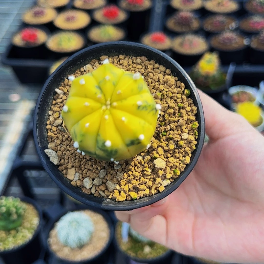 当前无花栽培后可以开花212