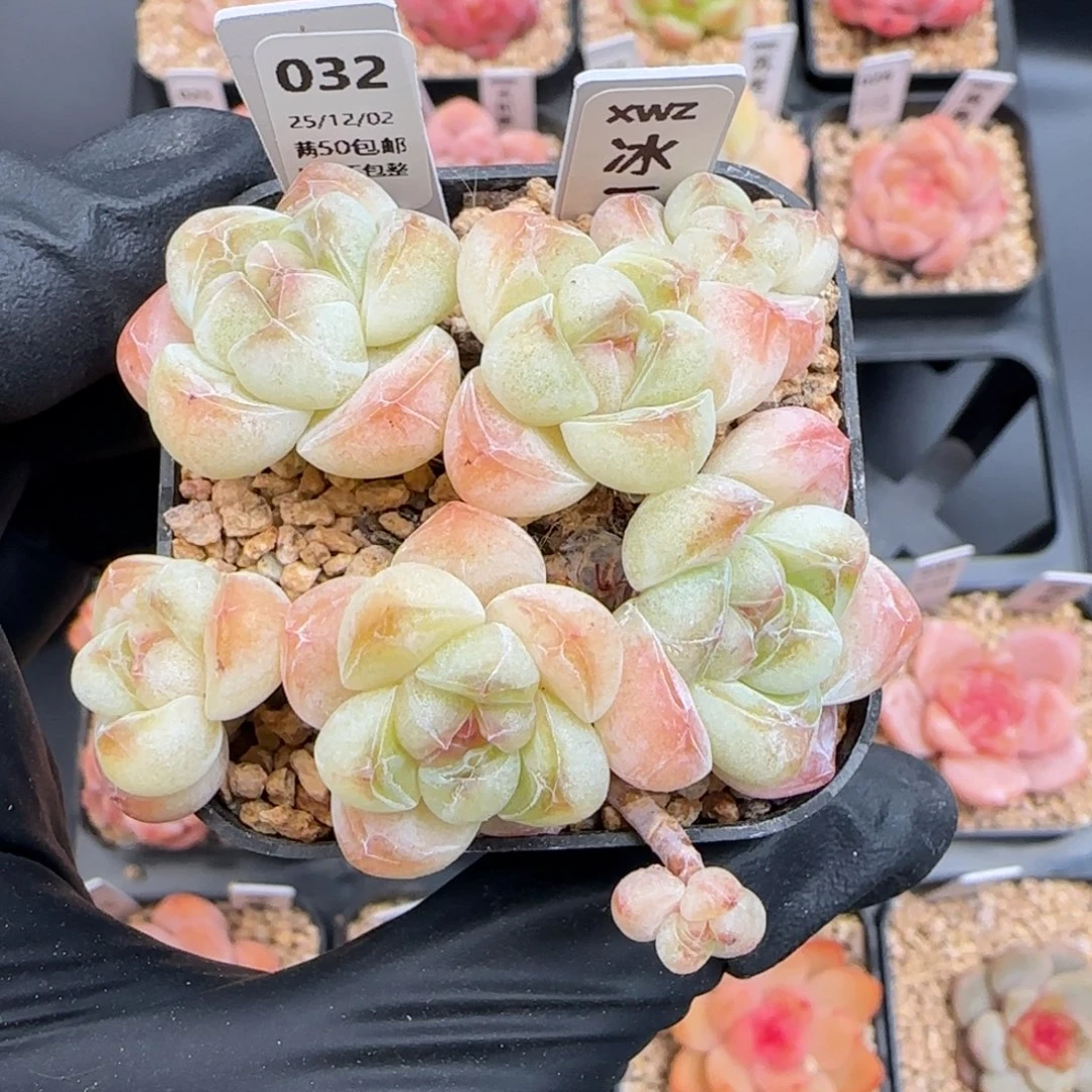 032     冰玉   5厘米盆