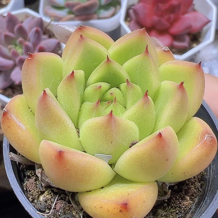 明朗珍妮19包邮多肉