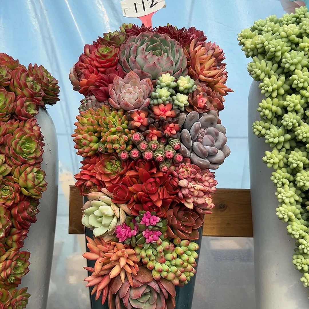 112全家福多肉组合花园