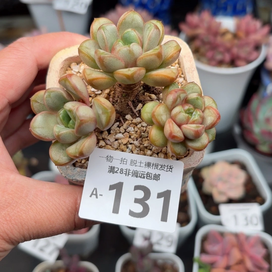 葡萄老桩多肉多肉