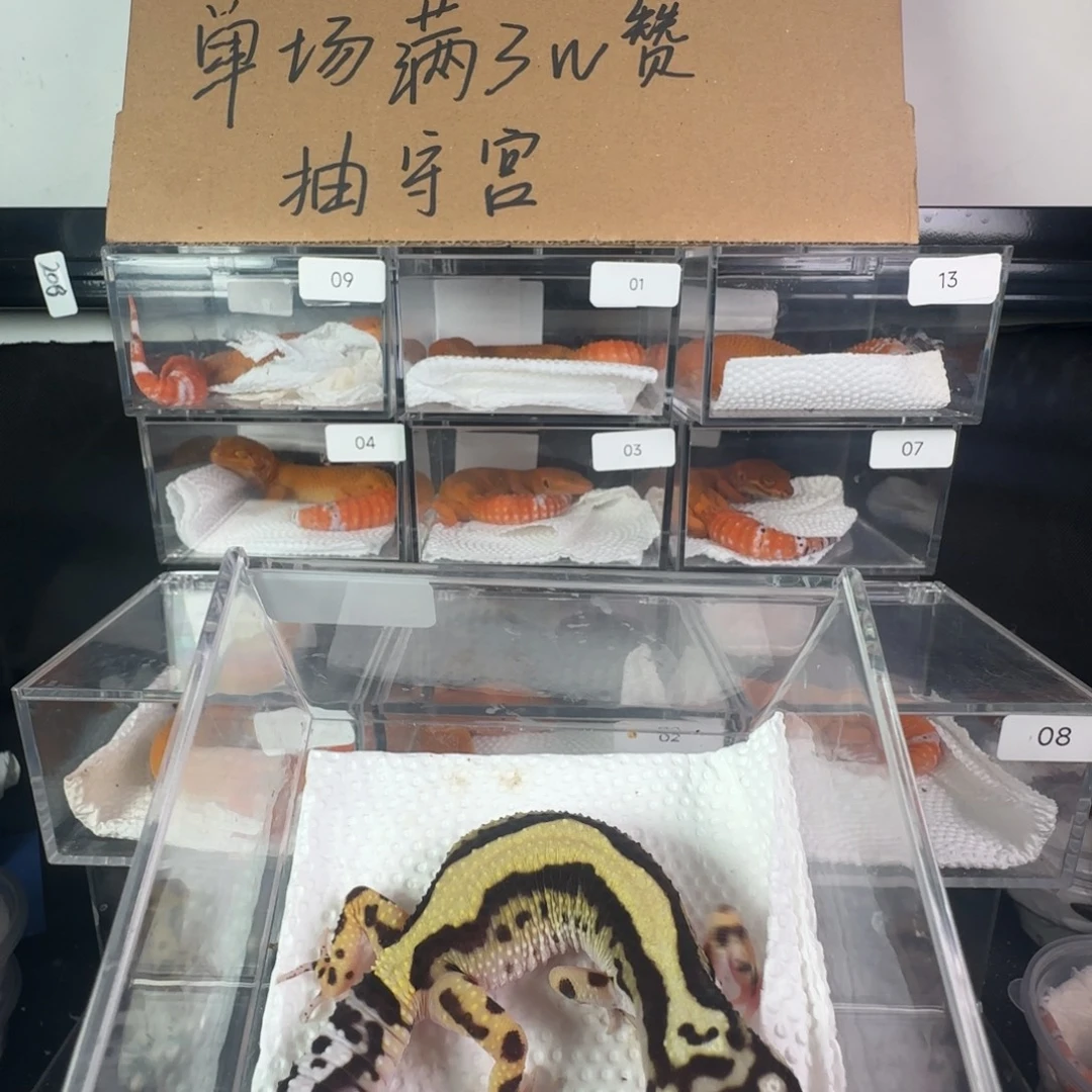 豹纹守宫大马路土匪妹妹