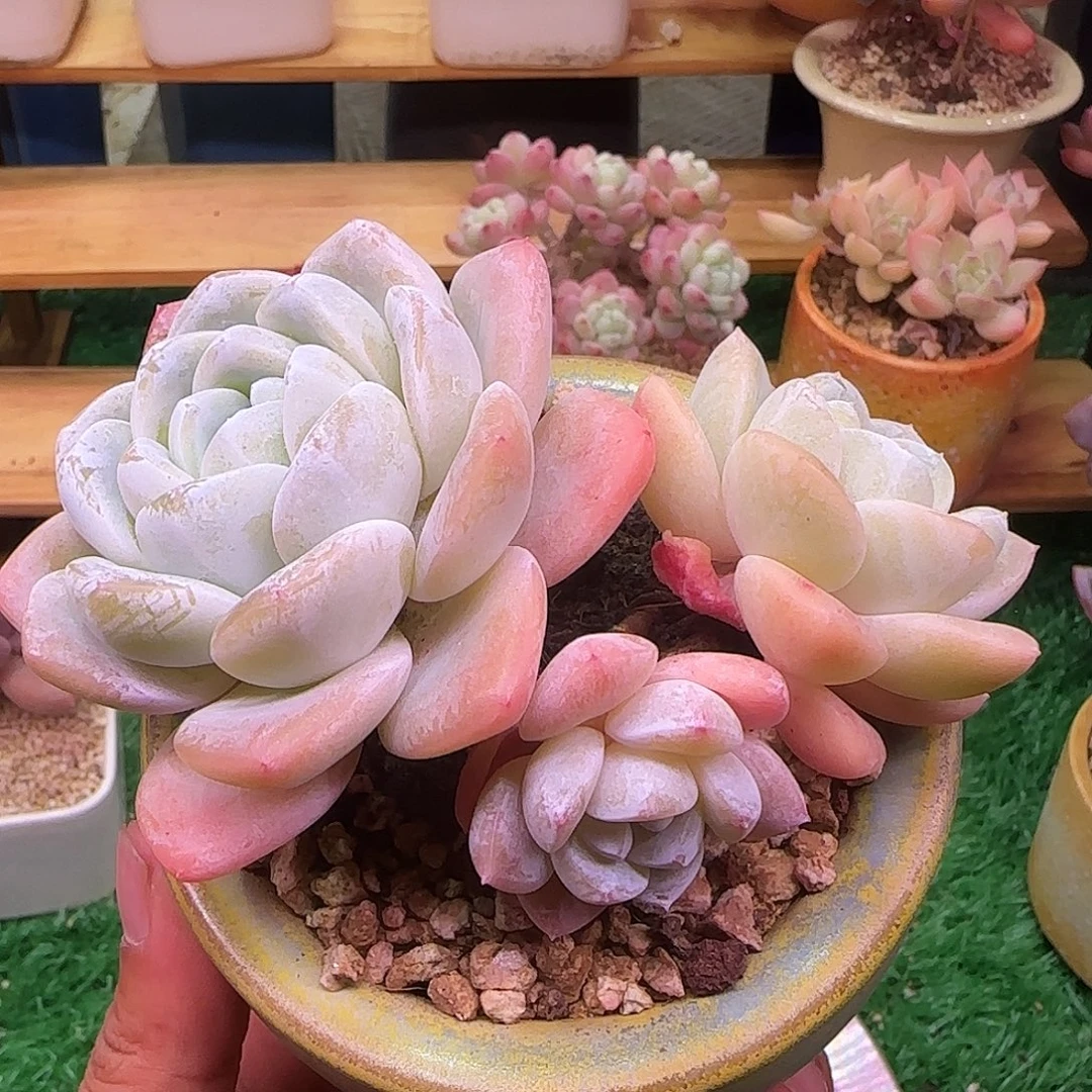 玉蝴蝶不带盆土发货